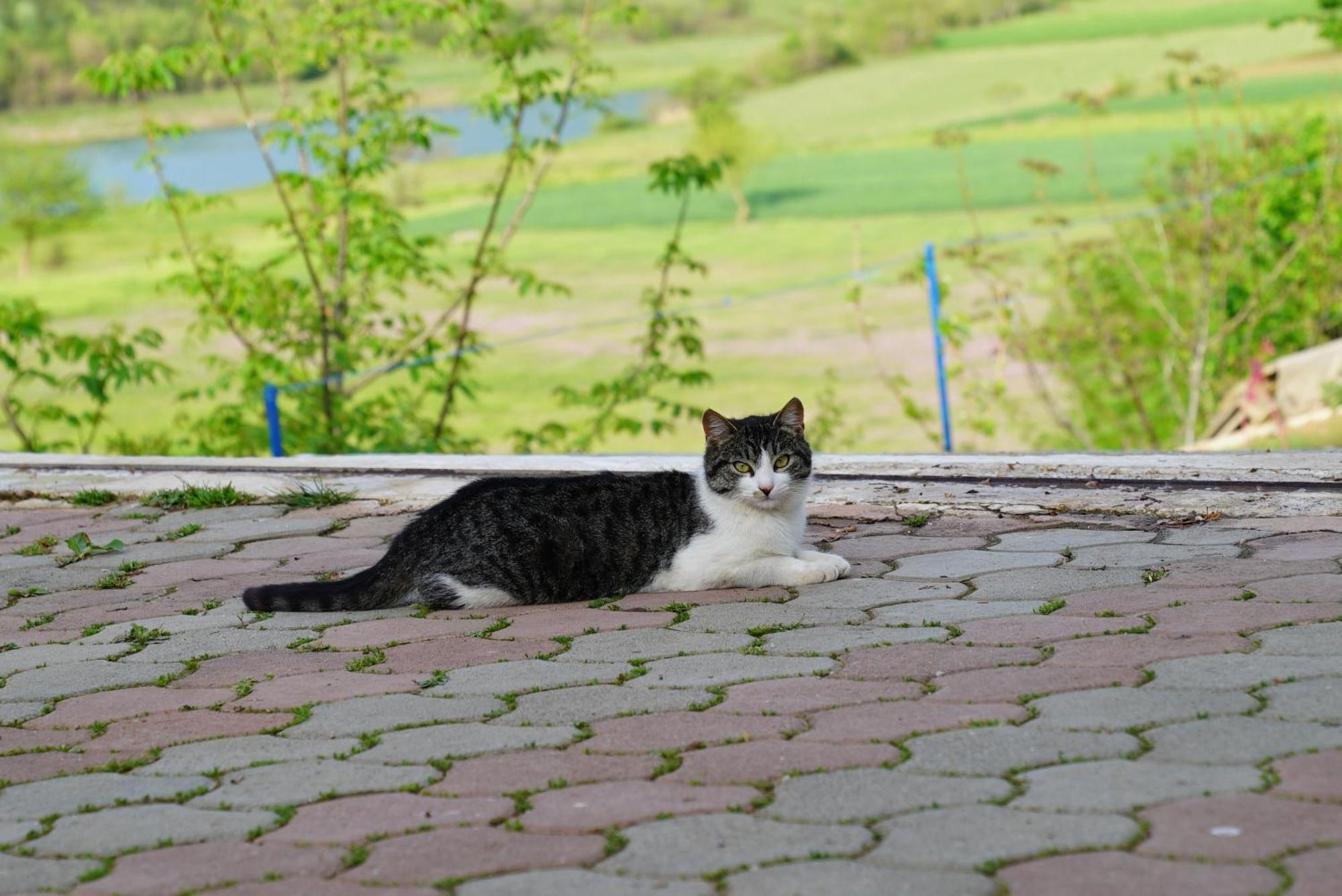 Superpanorama Guesthouse Kukes エクステリア 写真